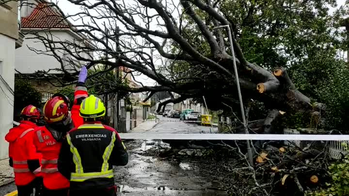 VÍDEO Un árbol de grandes dimensiones cae sobre un coche en Carril