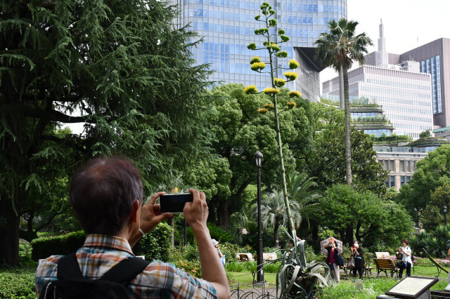 Una Planta Que Florece Una Vez Al Siglo Abre Sus Flores En Un Parque De