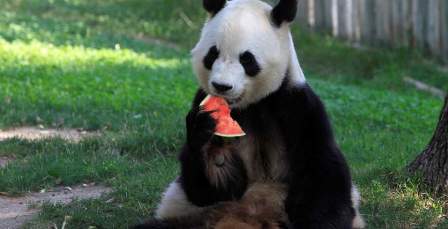 Los animales también combaten el calor con helados