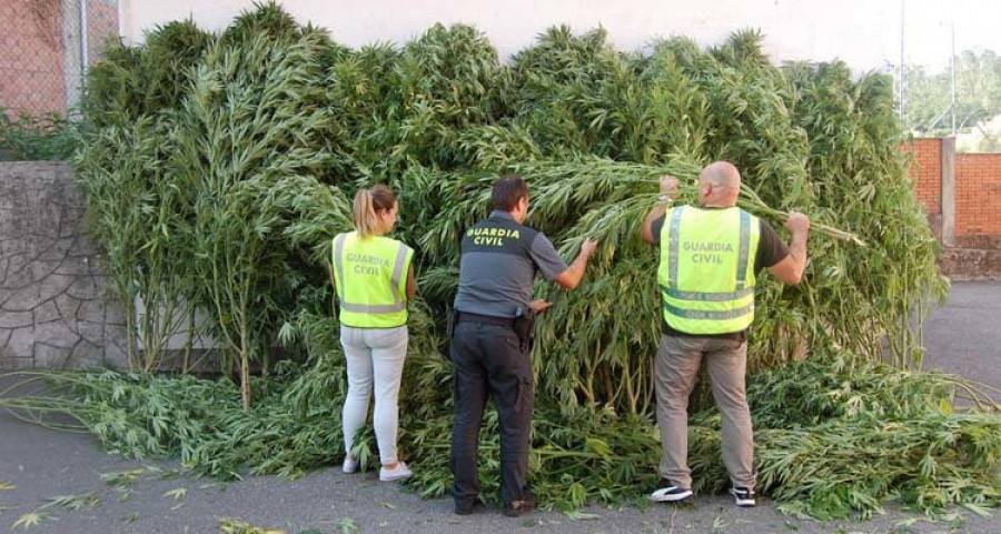 La Guardia Civil desmantela un invernadero con 42 plantas de marihuana en Portas