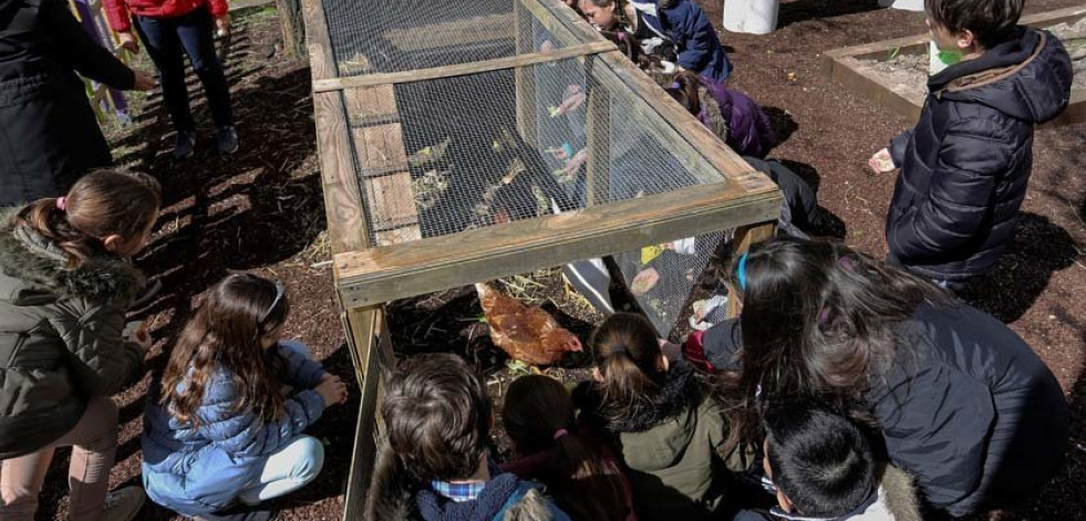 Un gallinero revoluciona 
la educación en un colegio