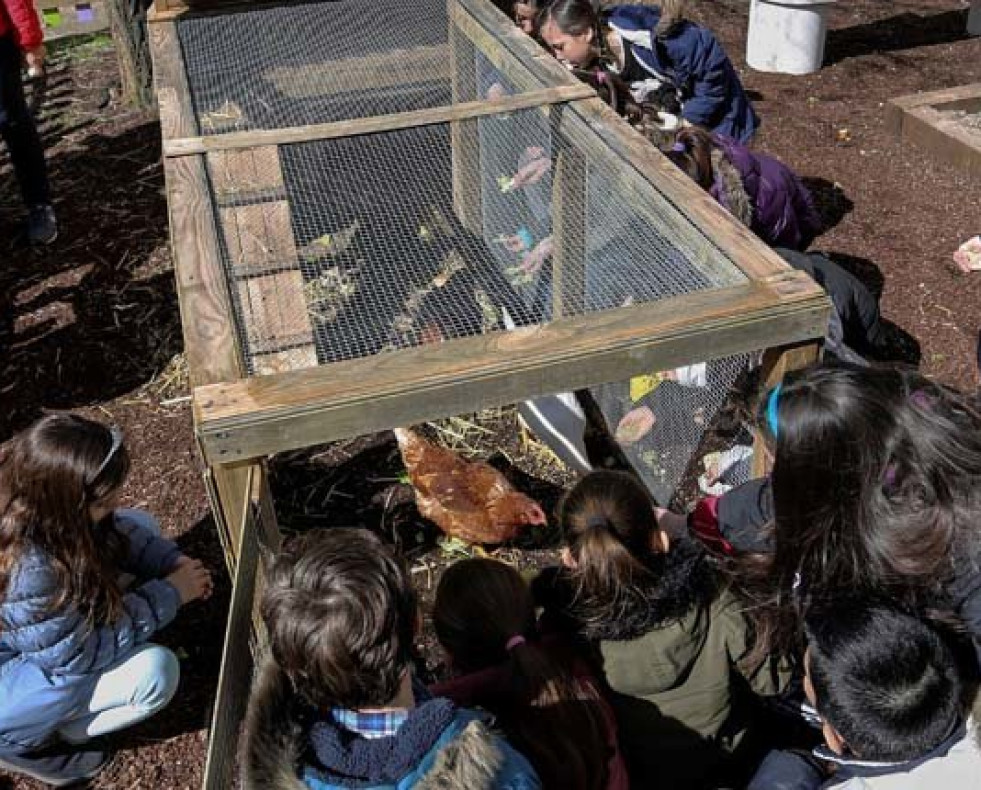 Un gallinero revoluciona 
la educación en un colegio