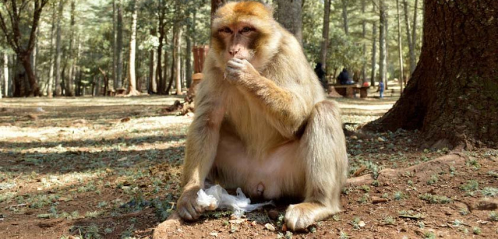 Los monos del Atlas sufren de males como la obesidad