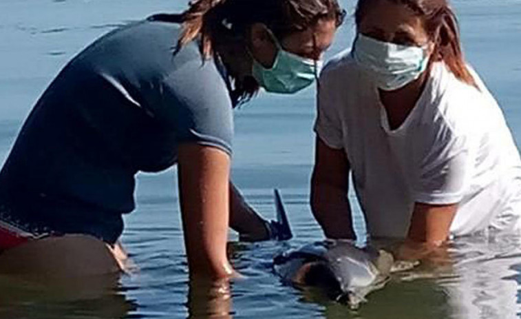 La playa de Canelas de Sobradelo acoge un simulacro de rescate de animales varados