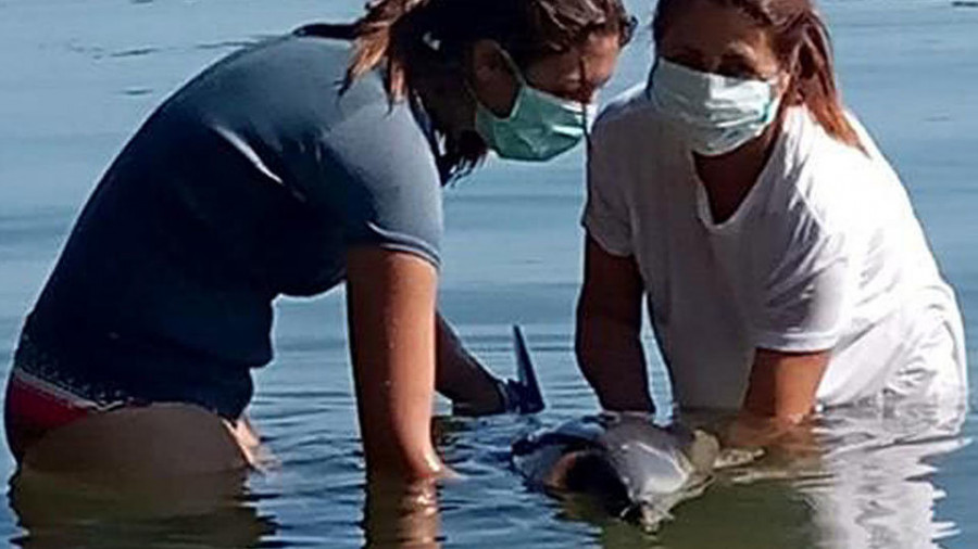 La playa de Canelas de Sobradelo acoge un simulacro de rescate de animales varados