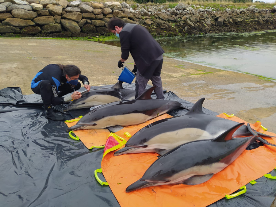 Rescatan y devuelven al mar a cuatro delfines varados vivos en Taragoña