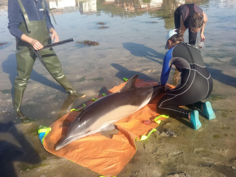 El Cemma concluye que el temporal desvió a los delfines a la “ratonera” de la ría de A Toxa