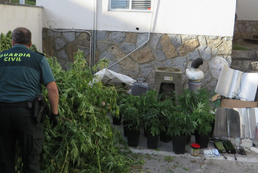 Un enganche eléctrico ilegal delata un invernadero con 20 plantas de marihuana en Vilanova