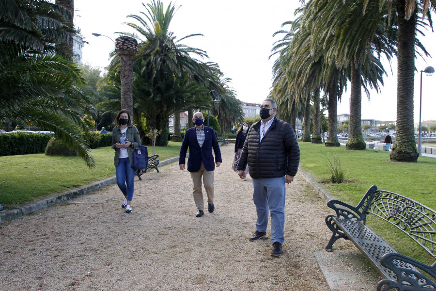 El PP denuncia que la falta de cuidado de las palmeras de A Calzada obligará a su tala