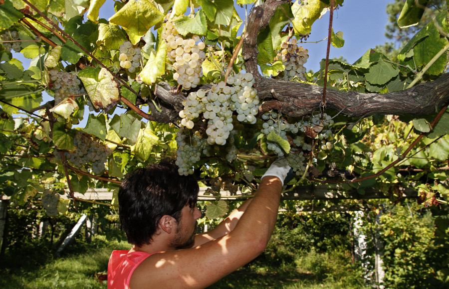 La D.O. Rías Baixas bate récords de vendimia con 44 millones de kilos de uvas