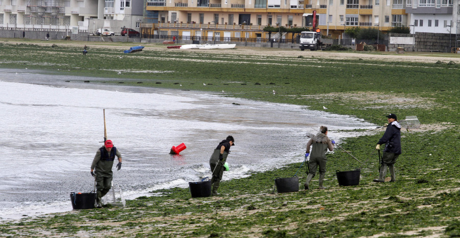 Vilagarcía deberá recoger a mano las algas de la playa para mantener la Bandera Azul