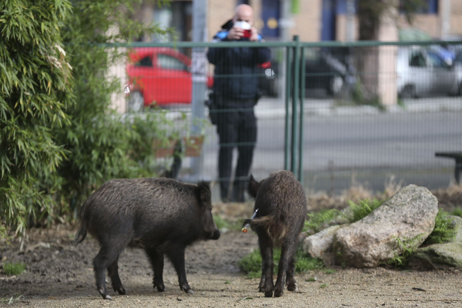 Sedan y capturan a dos jabalíes en el centro de Vigo