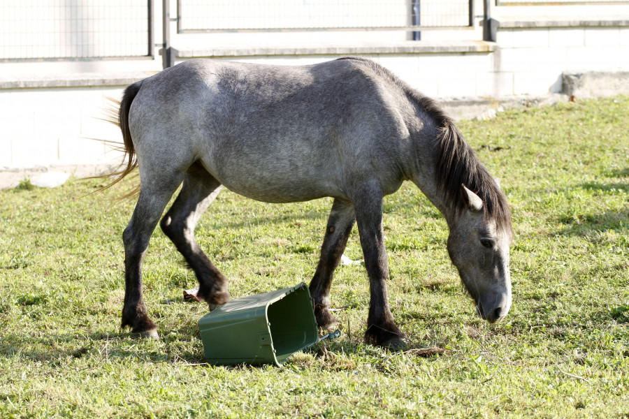 Denuncian el posible maltrato de un caballo atado al sol y sin agua