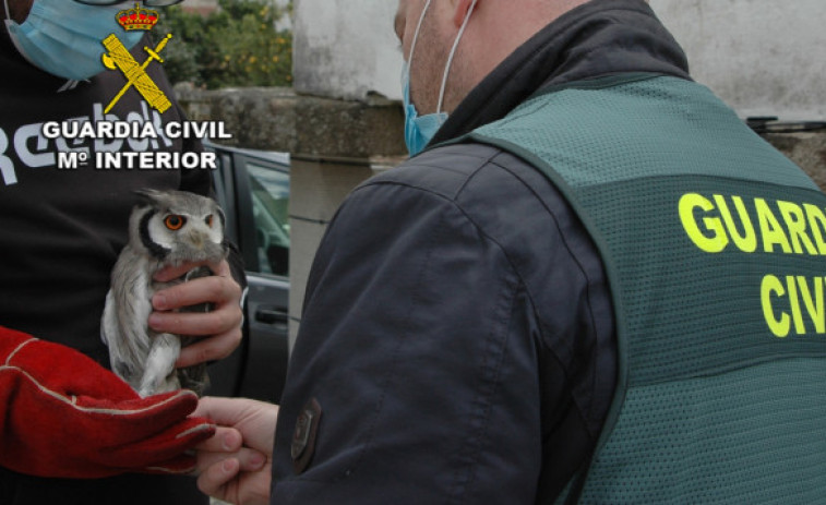 Dos detenidos en Pontevedra por vender ilegalmente aves rapaces protegidas que sustraían de nidos cuando eran polluelos