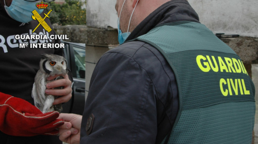 Dos detenidos en Pontevedra por vender ilegalmente aves rapaces protegidas que sustraían de nidos cuando eran polluelos