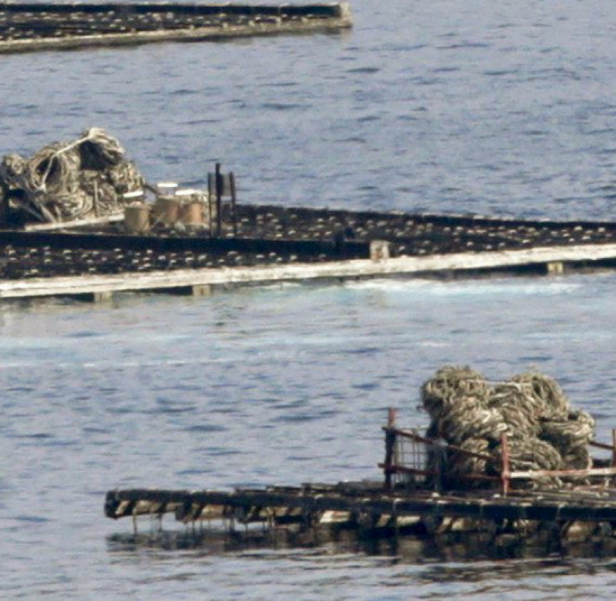 La Xunta estudia autorizar cuerdas recolectoras de mejilla en las bateas de ostra