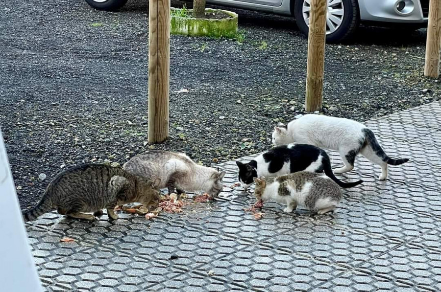 Malestar de vecinos y comerciantes de Boiro por el depósito de comida en la calle para alimentar a los gatos