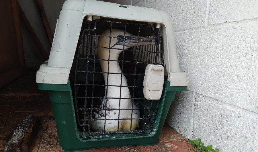 Adega sospecha de la existencia de un brote de botulismo que afecta a aves acuáticas en Ribeira