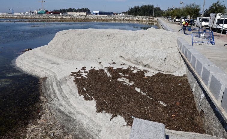 La Cofradía de Cambados regenera Ribeira de Fefiñáns para ganar 20.000 metros cuadrados de zonas productivas