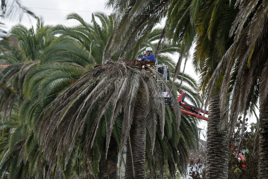 El Concello de Cambados comienza el tratamiento de las palmeras, excepto las del Paseo da Calzada