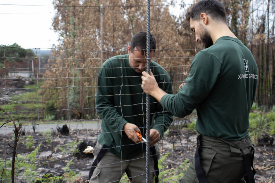 Medio Rural sostiene que ya se procedió a reponer cierres ganaderos dañados por los incendios en O Barbanza