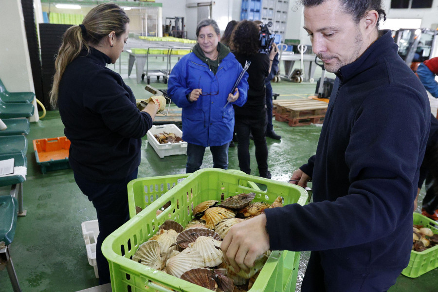 La flota regresa a tierra con 2.700 kilos de vieira en un prometedor arranque