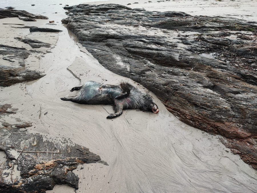 El mar arrastra un jabalí muerto hasta la playa de Caneliñas, en Portonovo