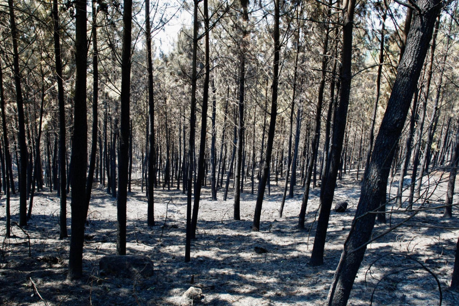 Así se reparten los más de 300.000 euros en ayudas a comunidades de montes de Arousa