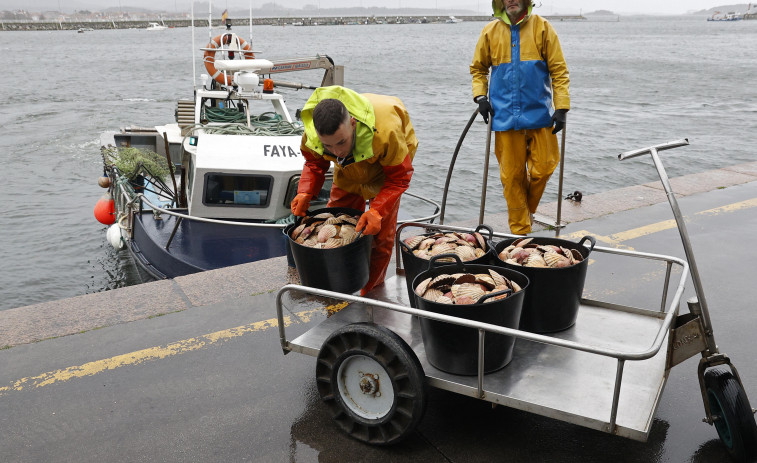 Cambados extrae 1.620 kilos de vieira en el primer día de regreso de la campaña para crear un stock en congelado