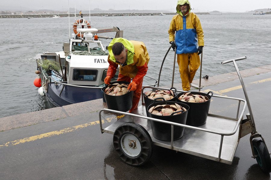 Cambados extrae 1.620 kilos de vieira en el primer día de regreso de la campaña para crear un stock en congelado