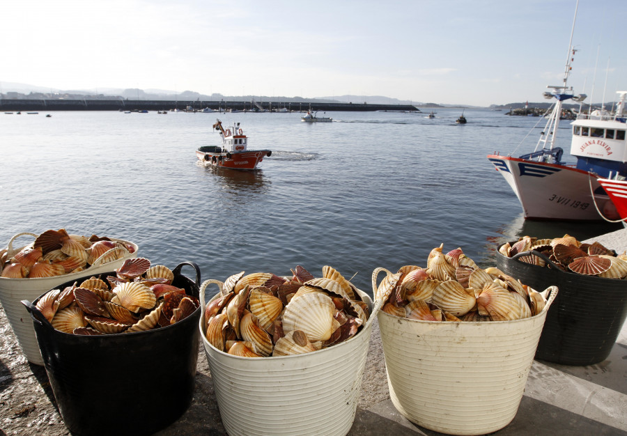 La vieira de Cambados también da la lata