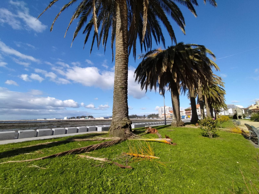 Las palmeras originales del paseo de Cambados que aún quedaban en pie también van camino de la tala por el picudo