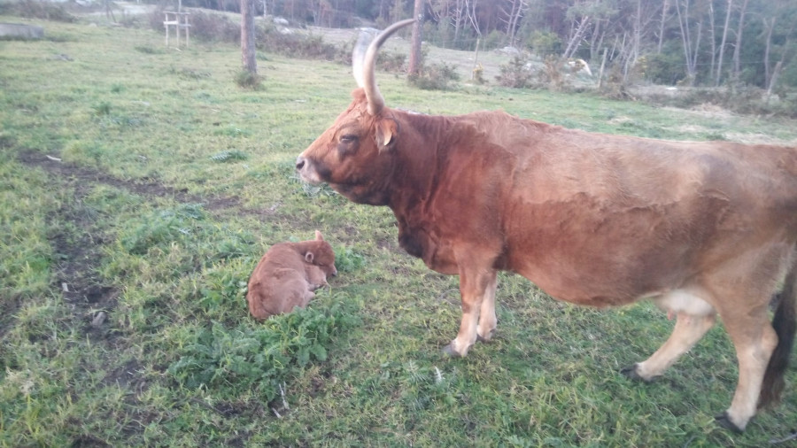 Un nuevo vecino habita en los montes de San Vicente de O Grove