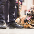 EuropaPress 4771121 perro tumbado suelo clausura encuentros unidades caninas policias locales 145849