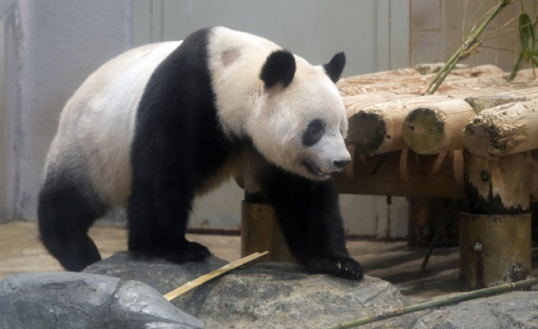 Una osa panda nacida en Japón regresa a China para buscar novio