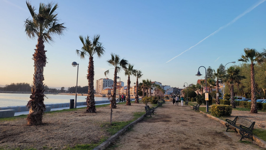 El paseo marítimo de Cambados recupera las palmeras