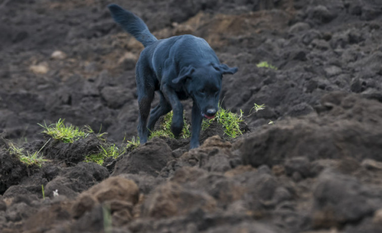 Jacob, el perro que busca a su familia tras el gigantesco alud en Alausí