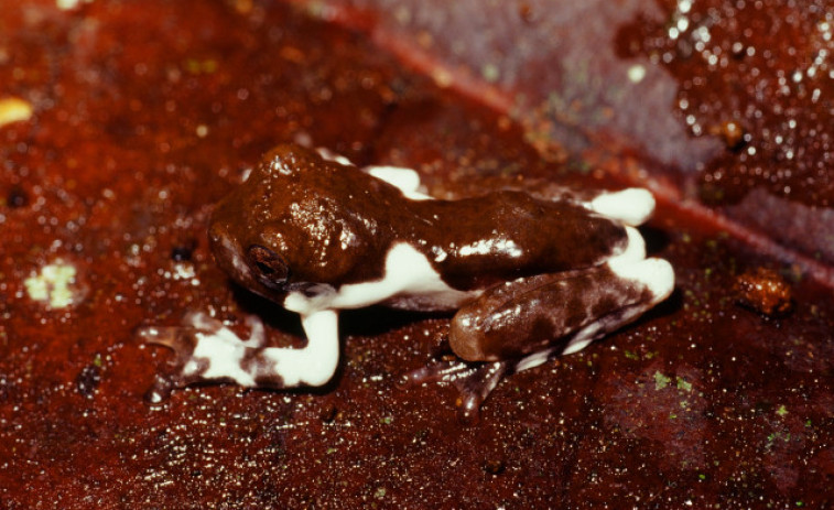 Descubren una nueva especie de rana parecida a un excremento de pájaro