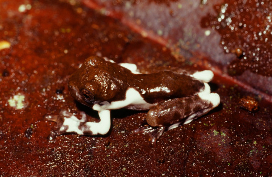 Descubren una nueva especie de rana parecida a un excremento de pájaro