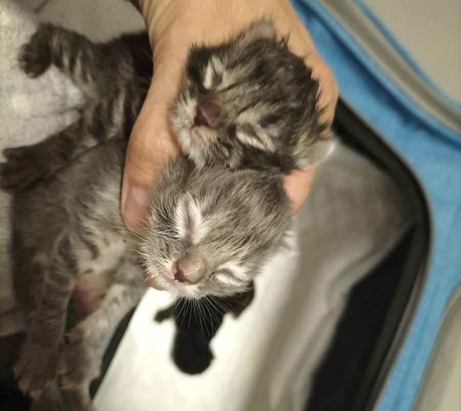 La Asociación Peludos Invisibles de Sanxenxo busca casas de acogida ante la previsión de abandonos de camadas de gatos