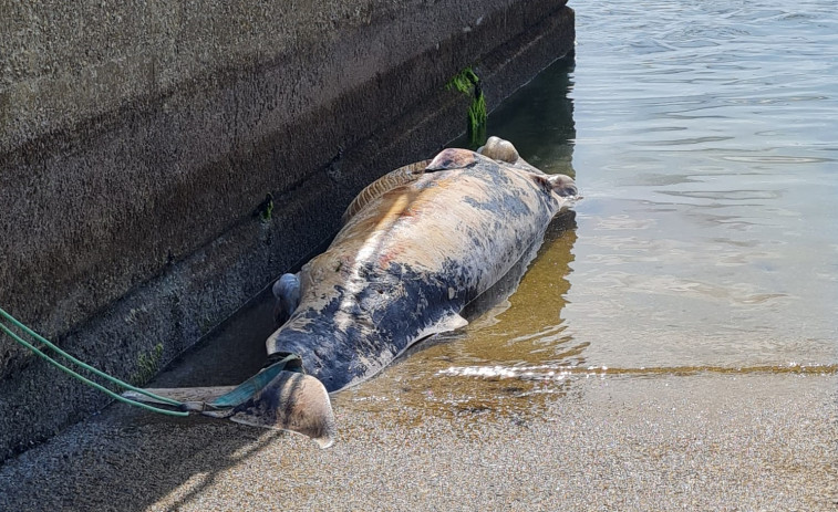 La ballena de A Illa: Cuatro metros, una tonelada y una retirada compleja por varar en un parque natural