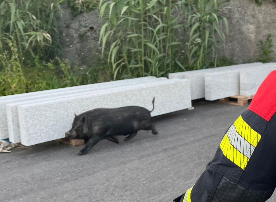 Un cerdolí se da un paseo por Bamio