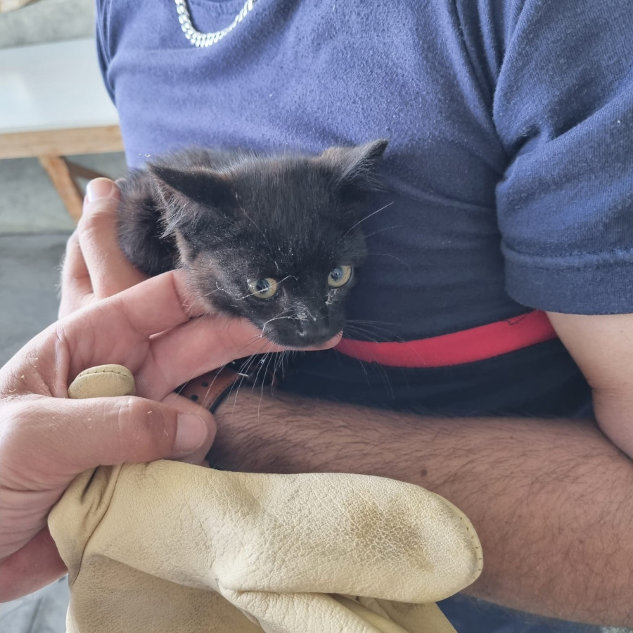 El gato "bombero" que busca un hogar en Vilagarcía