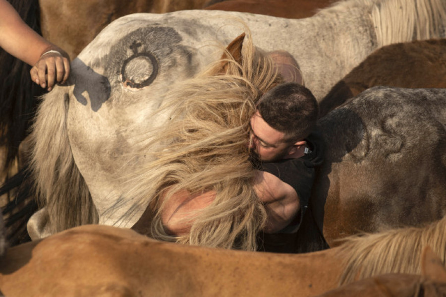 Ha vuelto la Rapa de Sabucedo, en la que los hombres y caballos salvajes miden sus fuerzas