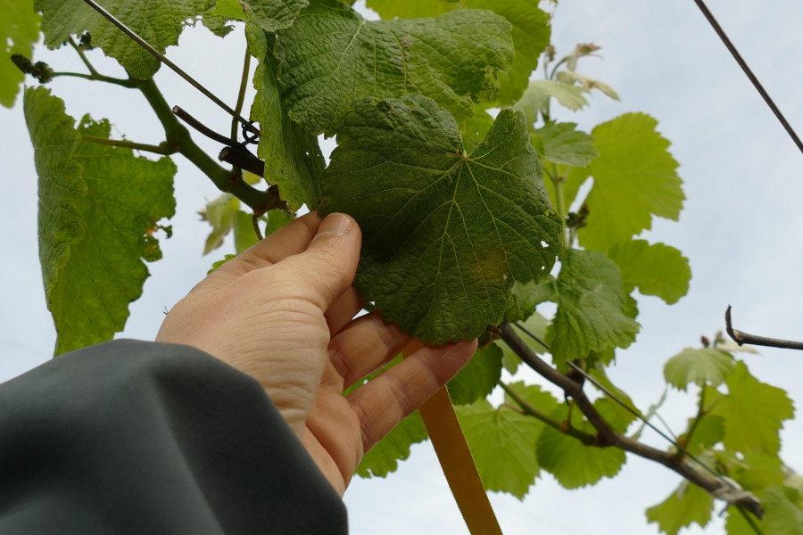 Areeiro advierte de la presencia de oídio en las viñas de variedad no albariña