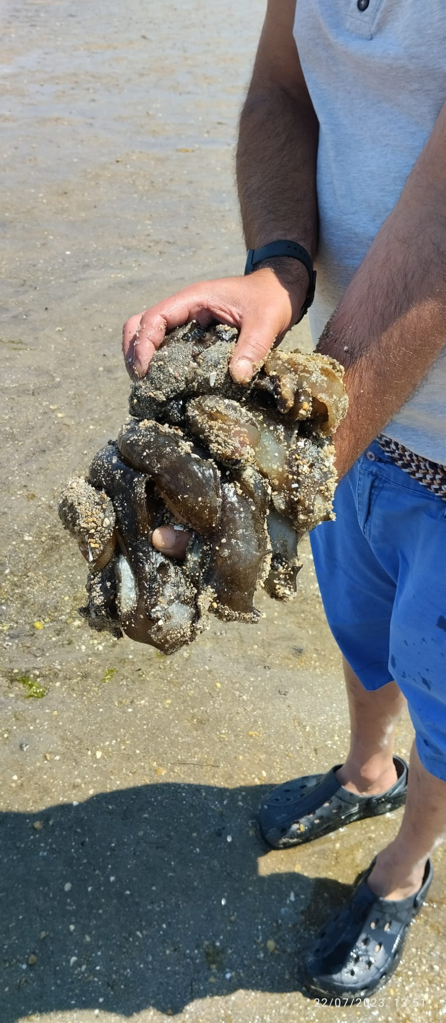 Detectan cientos de liebres de mar en la zona de la arena de la playa de A Compostela