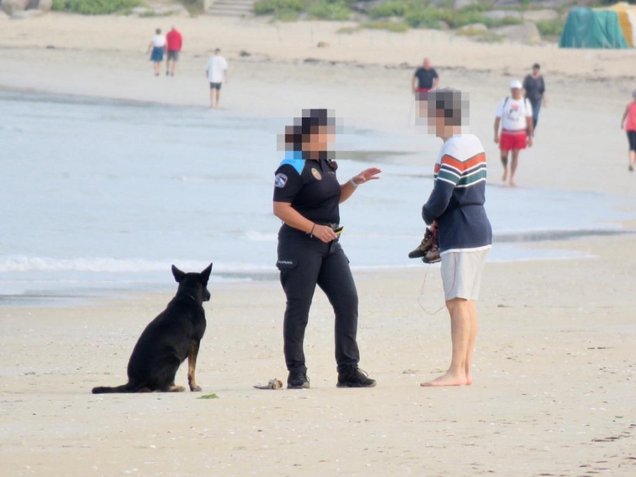 SEO denuncia la presencia de perros en A Lanzada y halla un polluelo de píllara herido