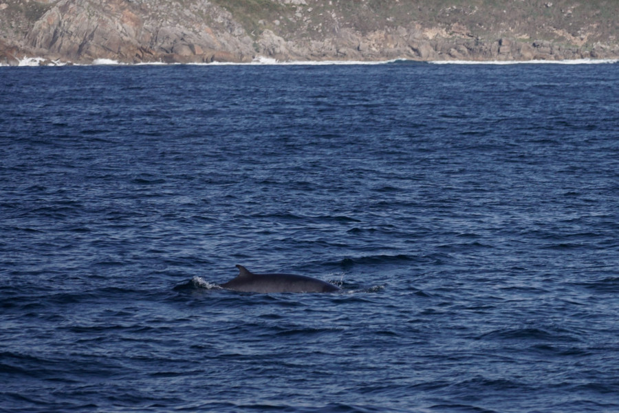 Avistan a una ballena durante el viaje entre Sanxenxo y las islas Cíes