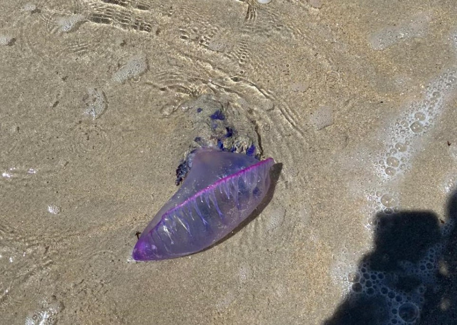 La peligrosa carabela portuguesa se deja ver en A Lanzada y otras playas del sur de O Grove