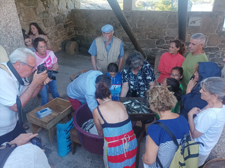 Punta Moreiras ya tiene las sardinas en salmuera a la espera de “cargar o morto”